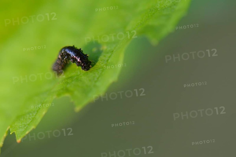 Elm splinter beetle