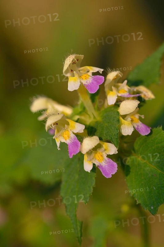 Variegated hemp-nettle