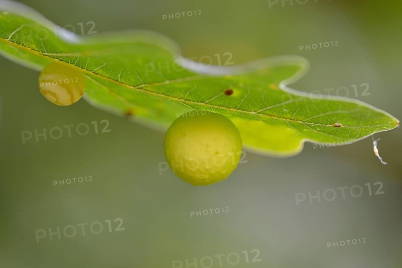 Common oak gall wasp
