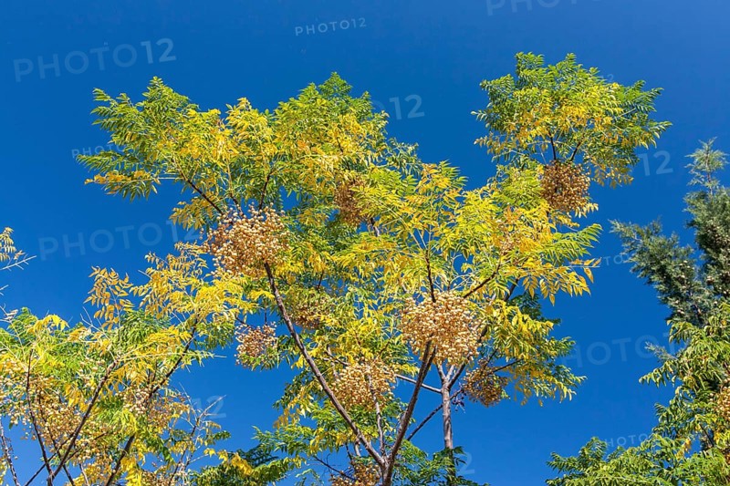 White cedar tree