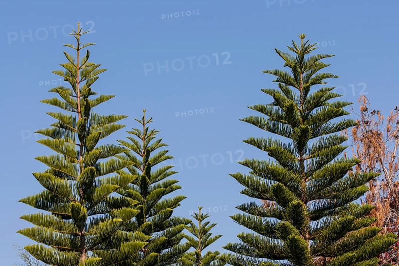 Norfolk Island Pine