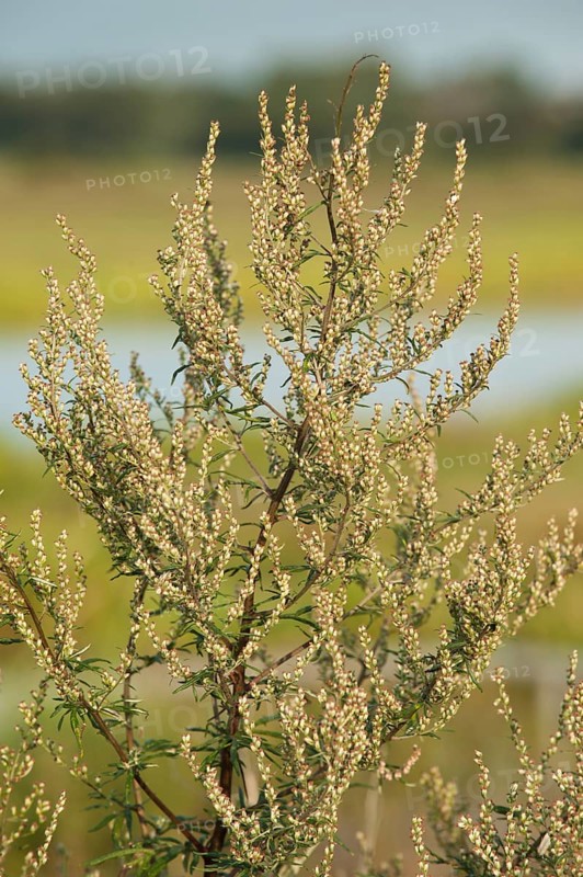 Common Mugwort