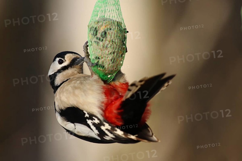 Great spotted woodpecker