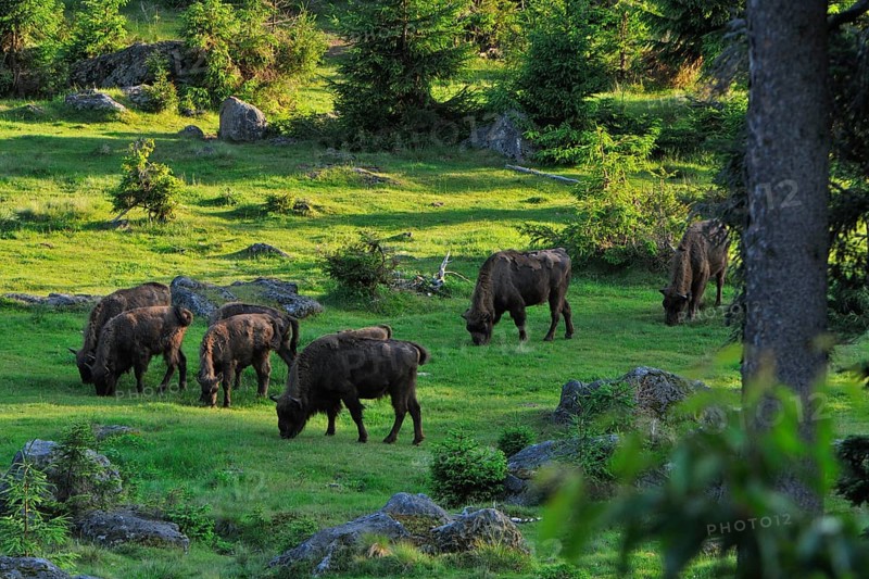 European bison