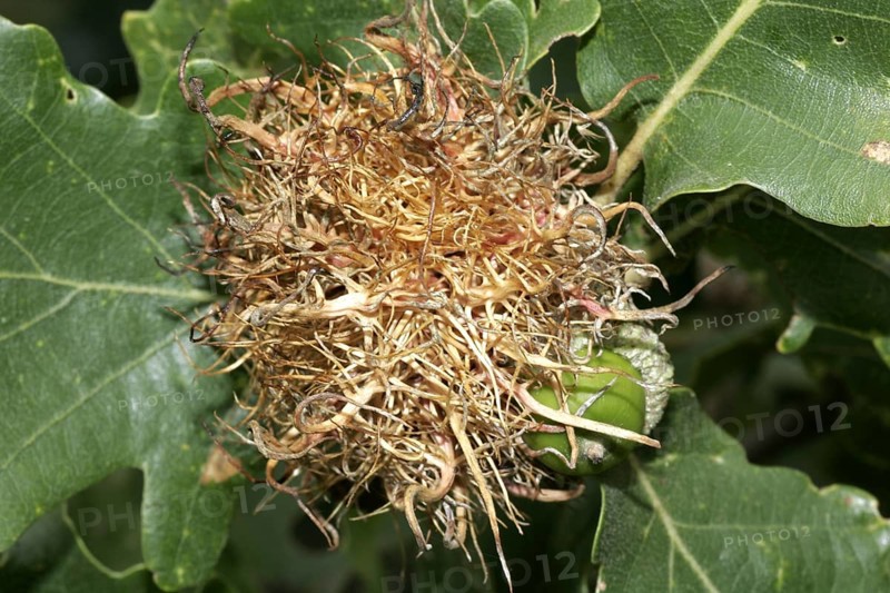 Common oak gall wasp
