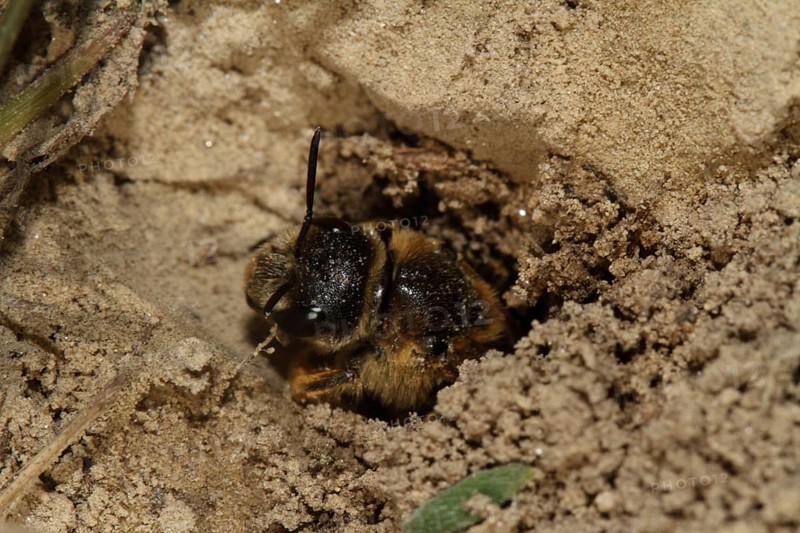 Sand wasp