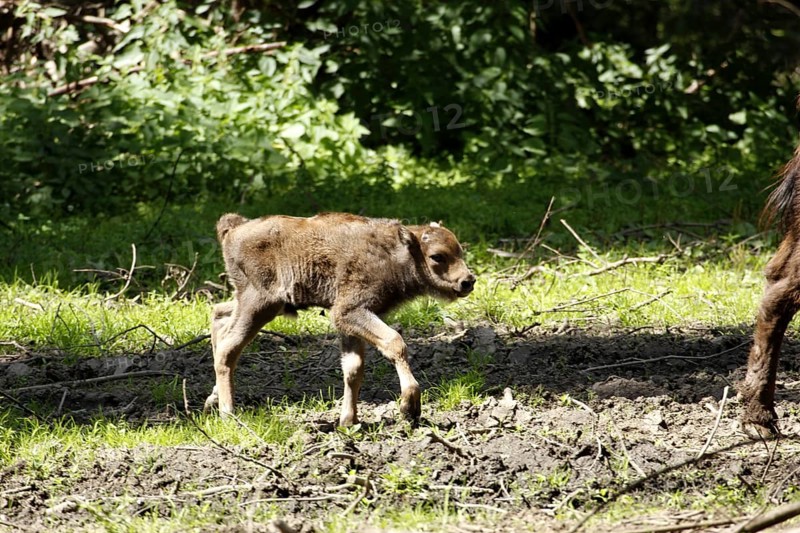 European bison