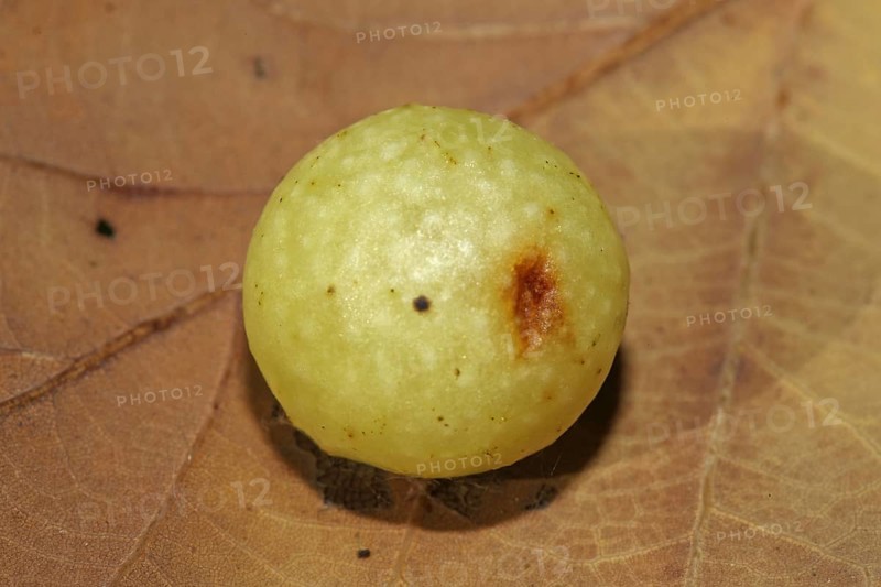 (Cynips quercusfolii)
