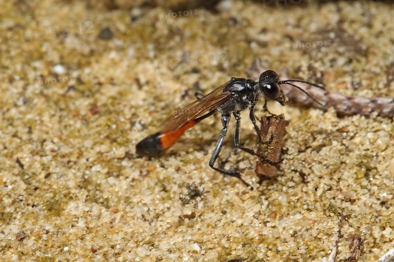 Three-phase sand wasp
