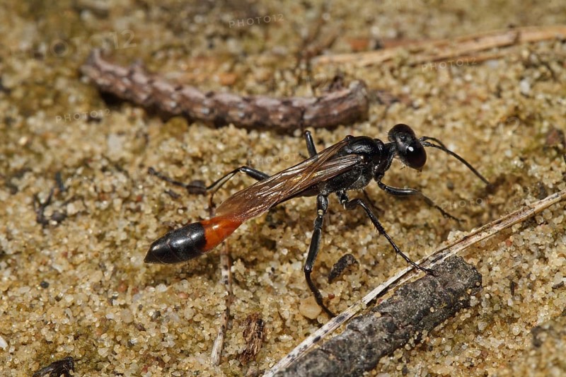 Three-phase sand wasp