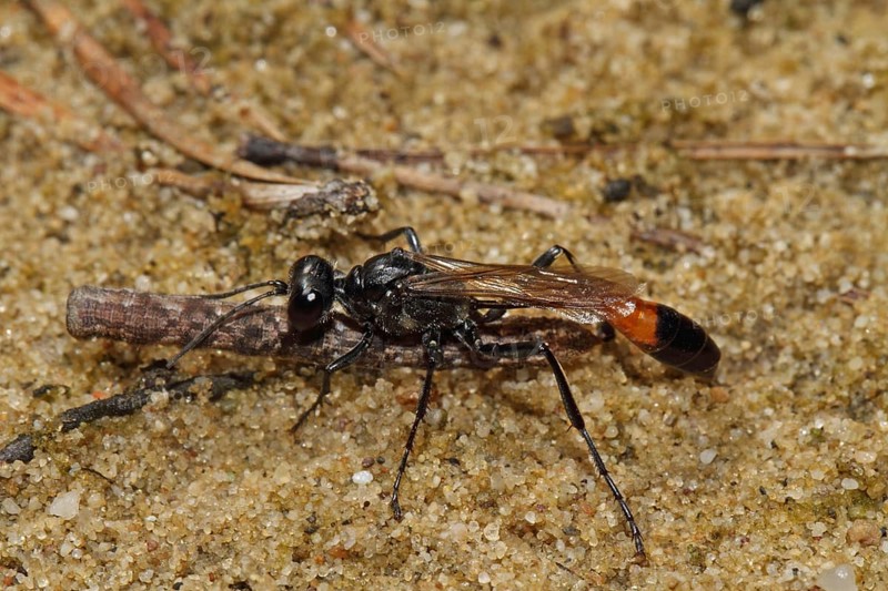 Three-phase sand wasp