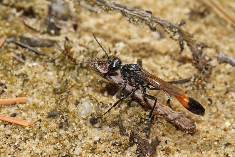 Three-phase sand wasp