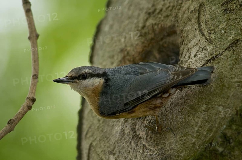 Nuthatch