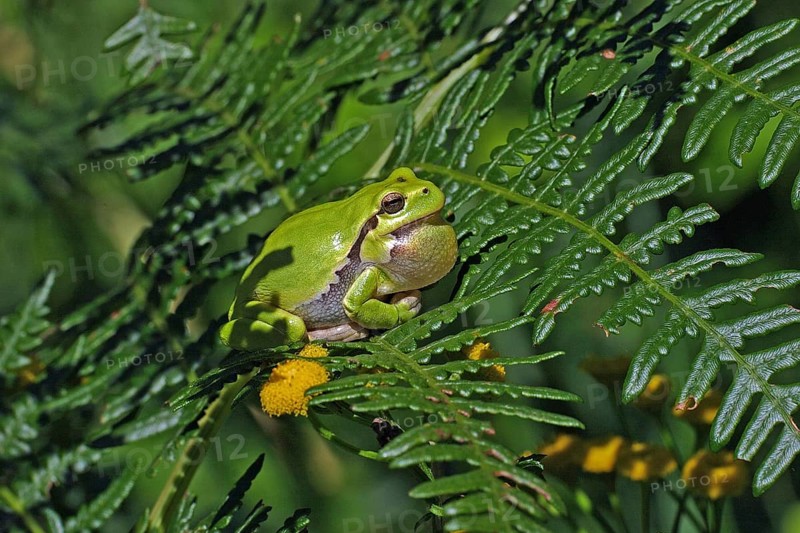 European tree frog