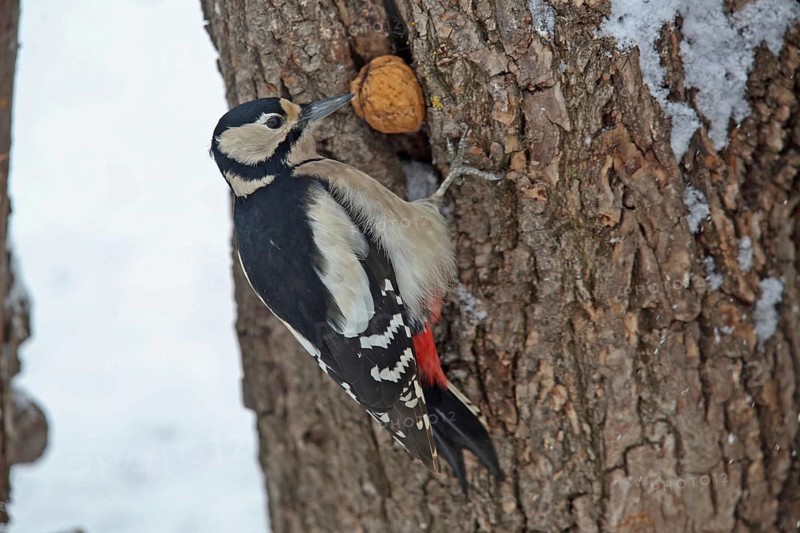 Great spotted woodpecker