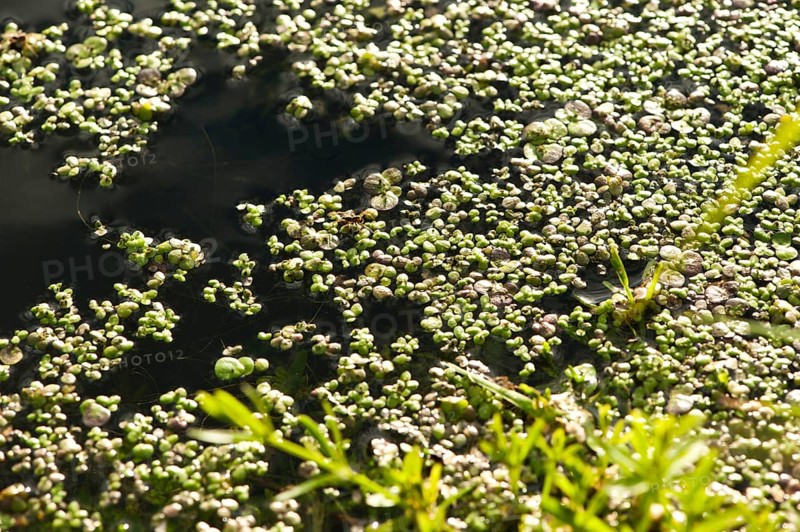 Small water lens