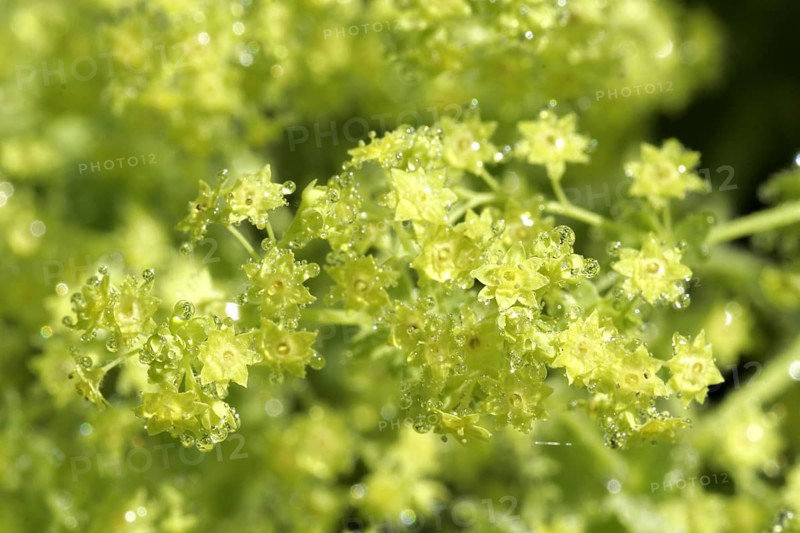 Lady's mantle