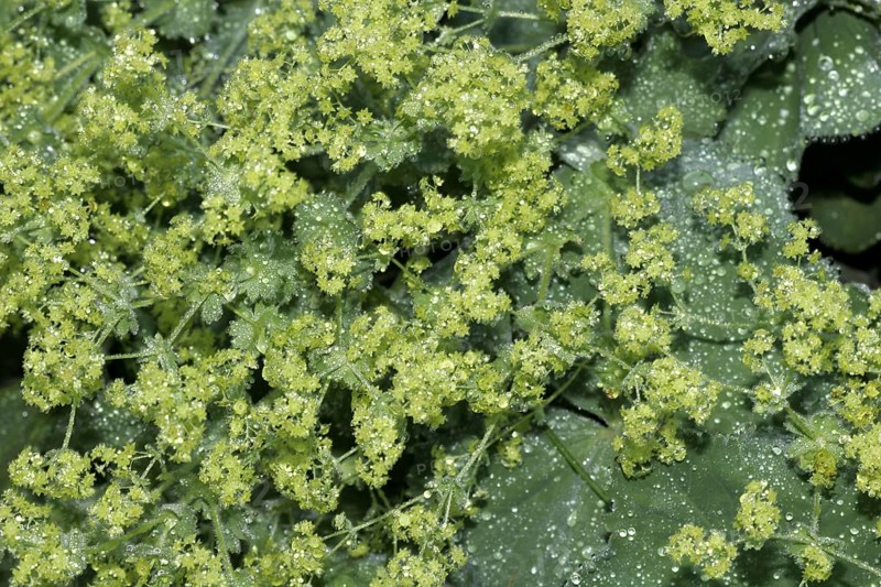 Lady's mantle