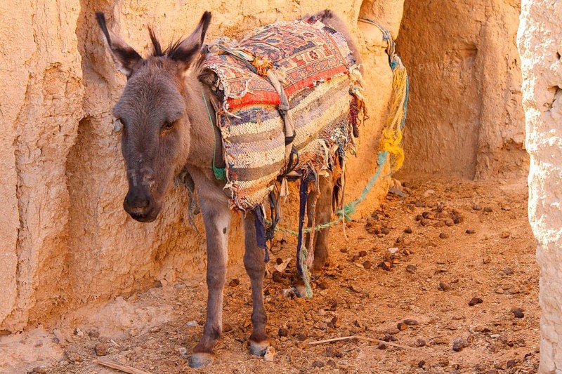 Donkey in desert