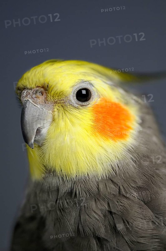 Cockatiel
