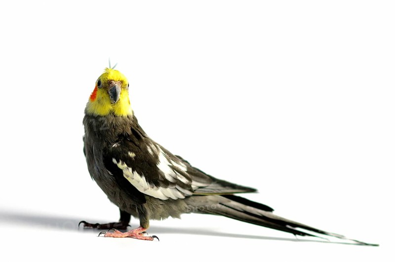 Cockatiel