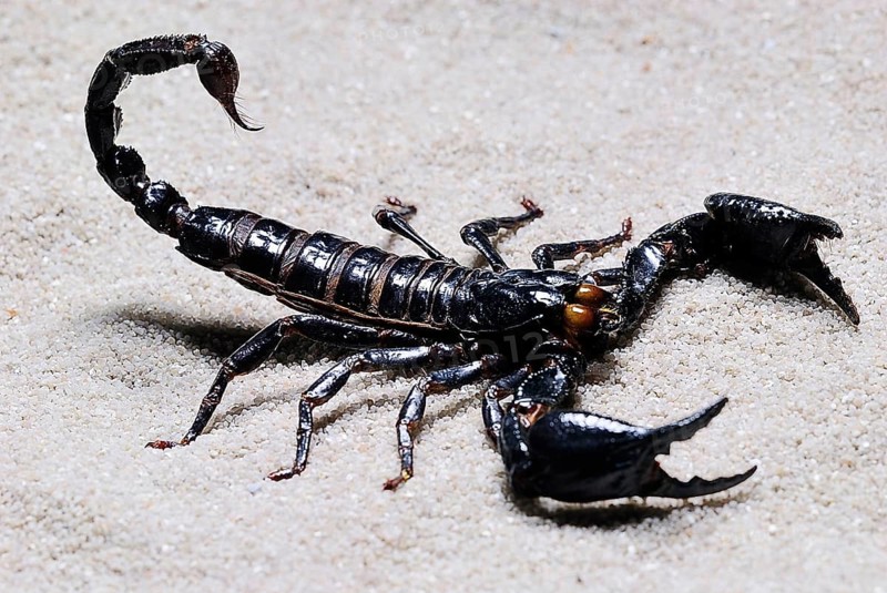 Emperor Scorpion