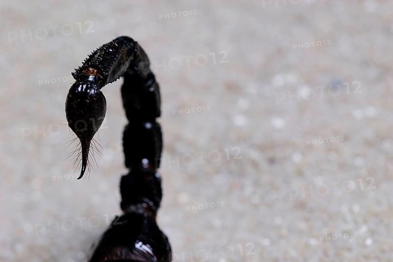 Emperor Scorpion