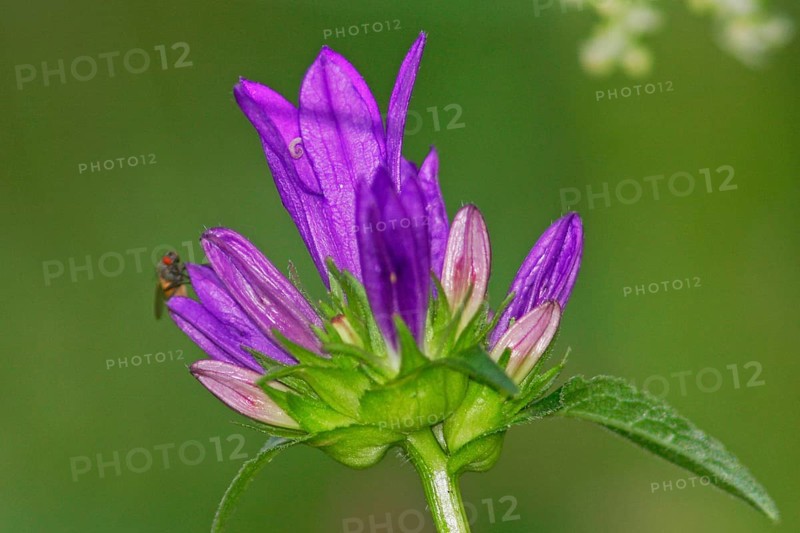 Tufted bellflower