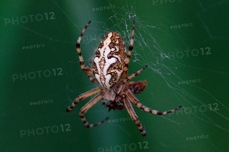 Acorn Leaf Spider
