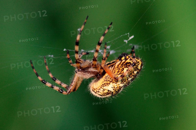Acorn Leaf Spider