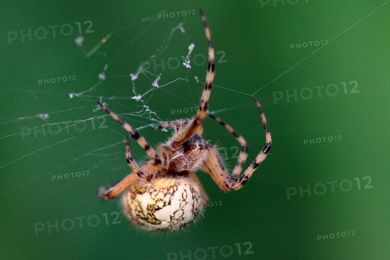 Acorn Leaf Spider