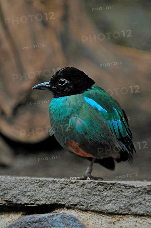 Cap pitta