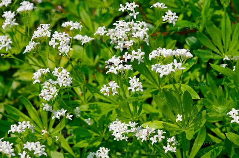Woodruff