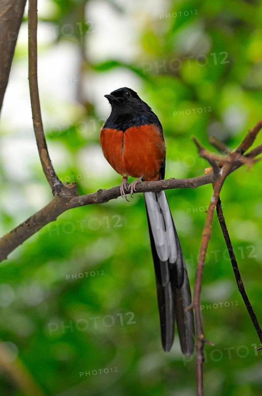 Shama Thrush