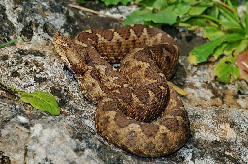 Southern horned viper