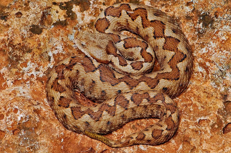 Southern horned viper