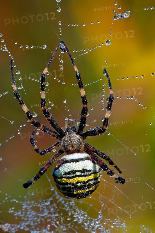 Wasp spider
