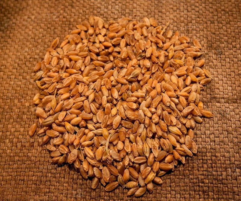 Spelt wheat