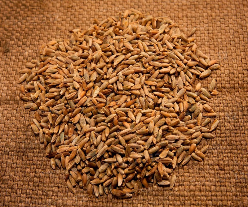 Soft perennial rye