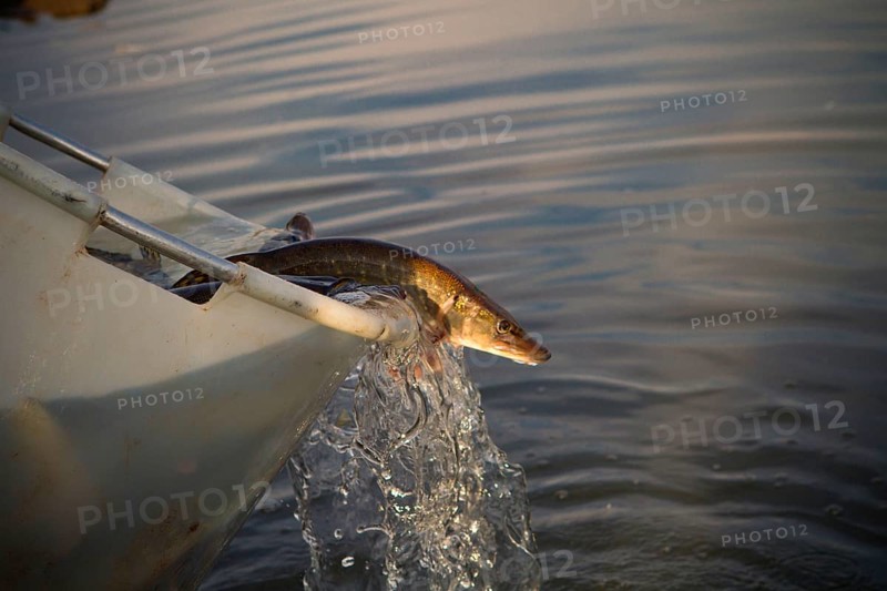 Pike