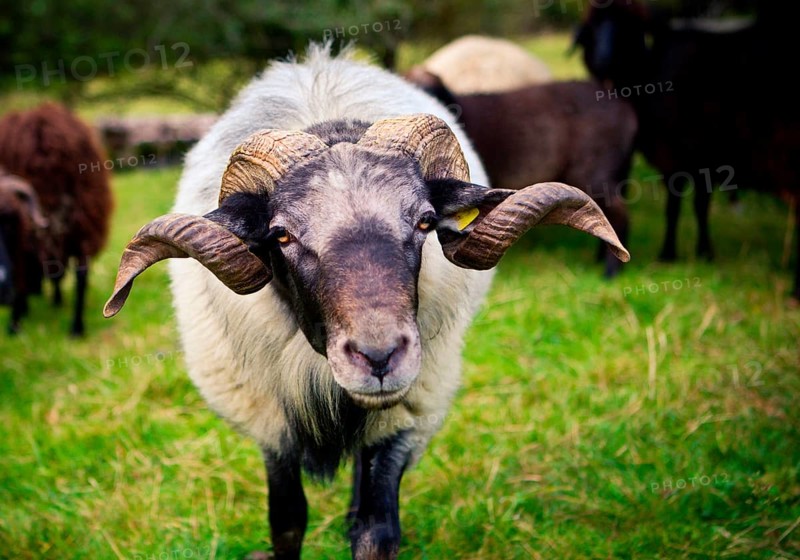 Stone sheep