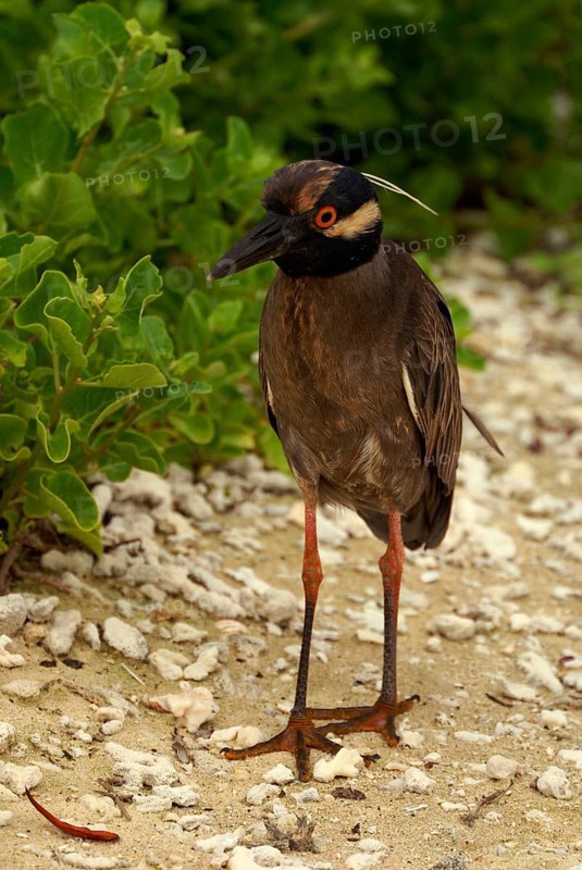 Yellow-crowned Night Heron