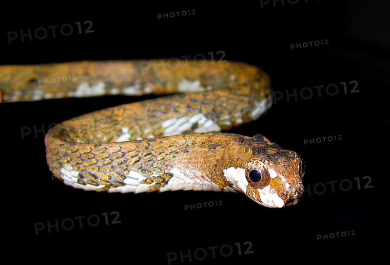 Snail snake