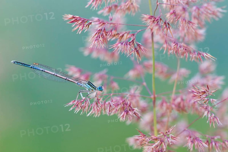 Blue damselfly