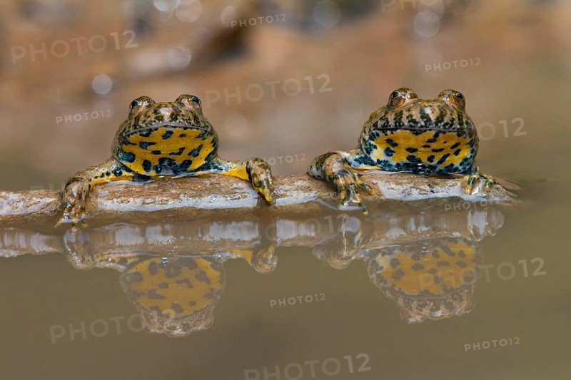 Yellow-bellied toad