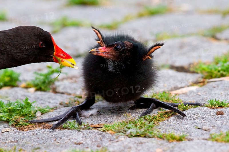 Moorhen