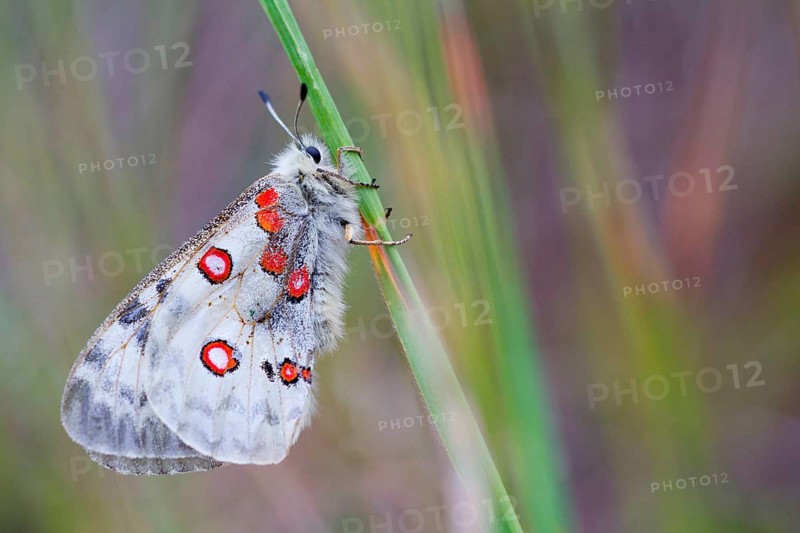 Red Apollo
