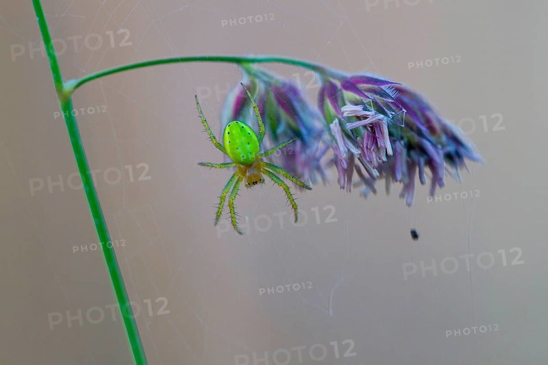 Cucumber green spider