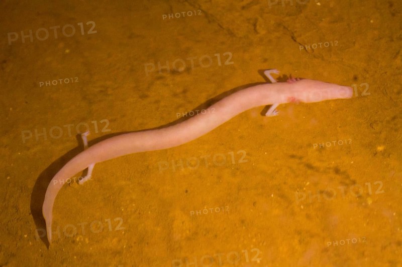 Olm