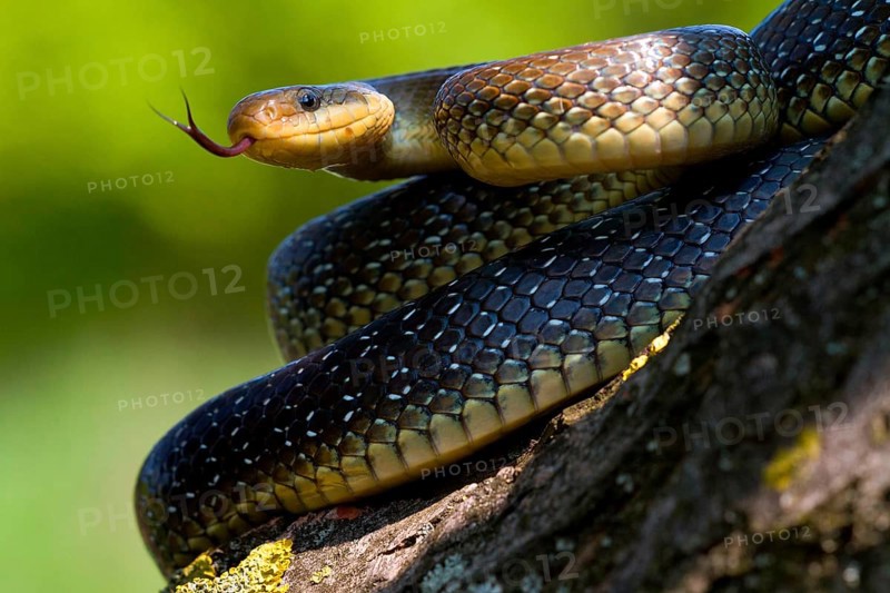 Aesculapian snake